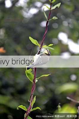 ivy bridge