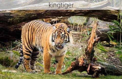 kingtiger